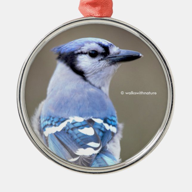 Ornement En Métal Cute Bleu Jay Songbird sur Treestump (Devant)
