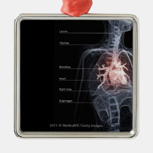 Ornement En Métal Diagramme de l'appareil respiratoire et du coeur