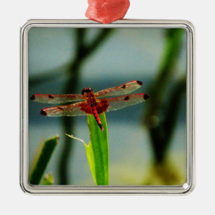 Ornement En Métal Dragonfly rouge et noire tachetée