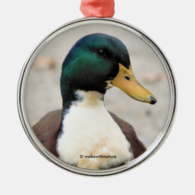 Ornement En Métal Drôle domestique Mallard Duclair Bibbed Odd Duck (Devant)