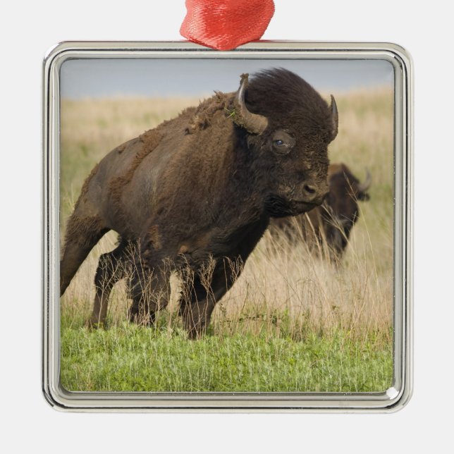 Ornement En Métal Fiesty jeune bison bull at Tallgrass (Devant)