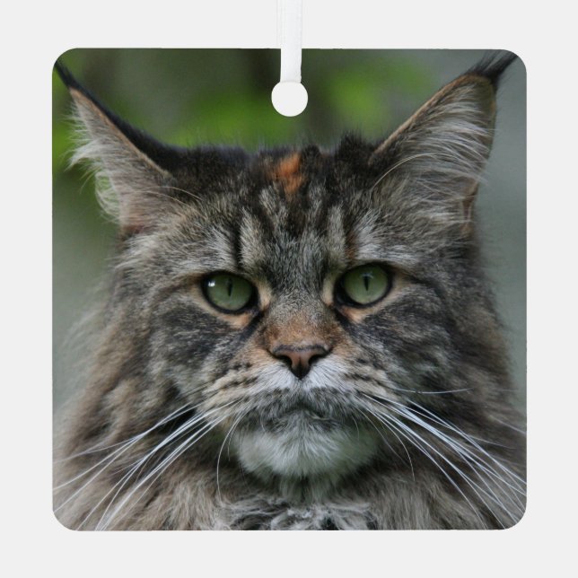 Ornement En Métal Fluffy Maine Coon Cat (Verso)