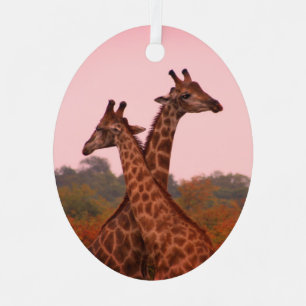 Ornement En Métal Girafe debout dans les mopani avec ciel rose