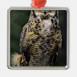 Ornement En Métal Grand-duc d'Amérique (Bubo virginianus), corps ent