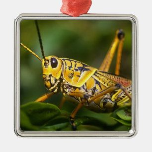 Ornement En Métal Grasshopper, Parc national des Everglades, Floride