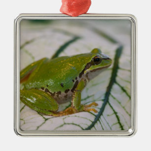 Ornement En Métal Grenouille des arbres du Pacifique sur les fleurs 