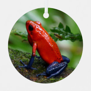 Ornement En Métal Grenouille rouge et bleu poison
