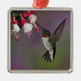 Ornement En Métal Homme Ruby gorge colibri, Archilochus