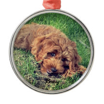 Joli Golden Doodle Premium