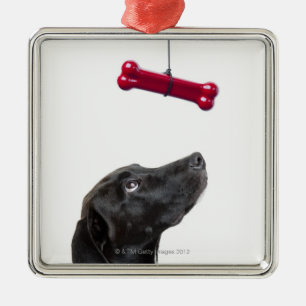 Ornement En Métal Le laboratoire noir a mélangé le chien à l'os d