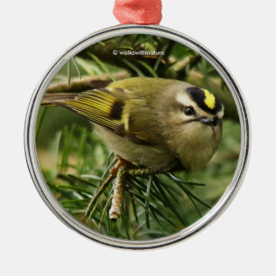 Ornement En Métal Le mignon oiseau chanteur Kinglet provoque un remu