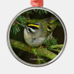 Ornement En Métal Le mignon oiseau chanteur Kinglet provoque un remu