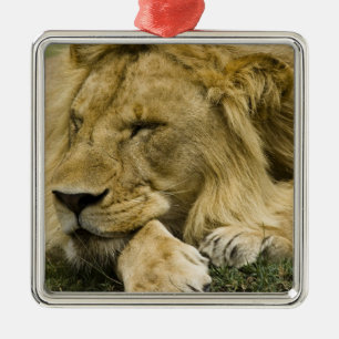 Ornement En Métal Lion d'Afrique, Lion panthère, endormi