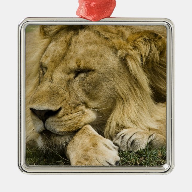 Ornement En Métal Lion d'Afrique, Lion panthère, endormi (Devant)
