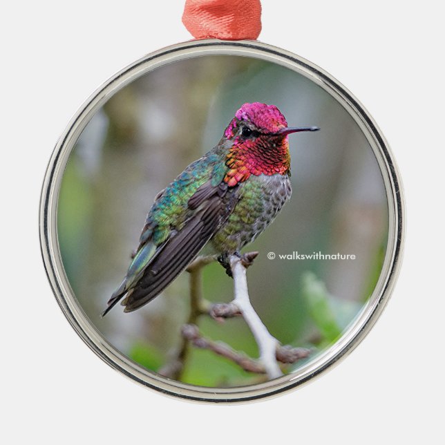 Ornement En Métal Merveilleux colibri d'Anna masculine sur le prunie (Devant)