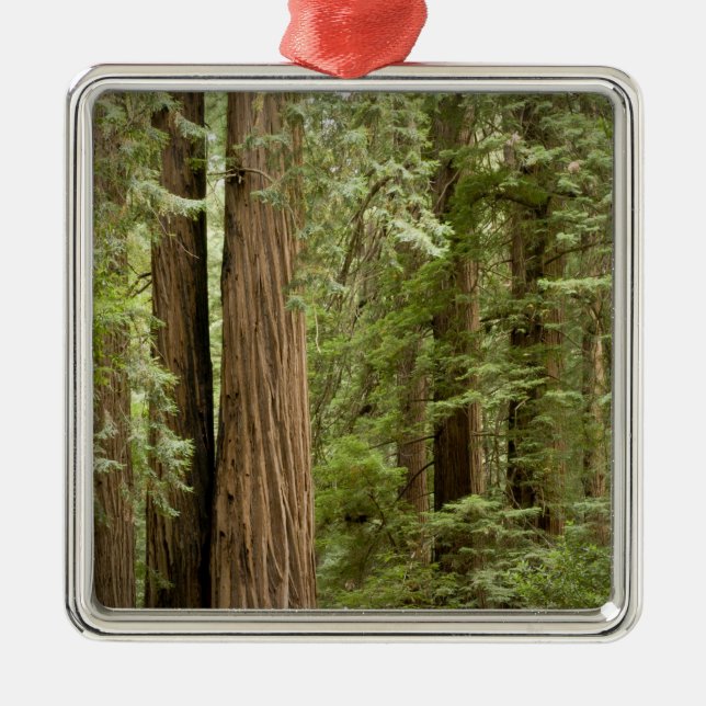 Ornement En Métal Monument national de Muir Woods, au nord (Devant)