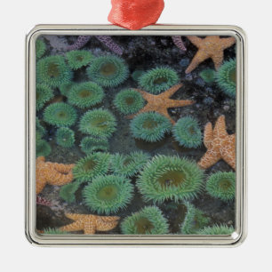 Ornement En Métal N.A., États-Unis, Washington, Parc National Olympi