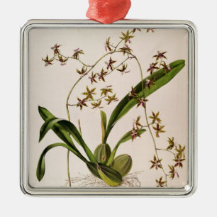 Ornement En Métal Odontoglossum Hastatum