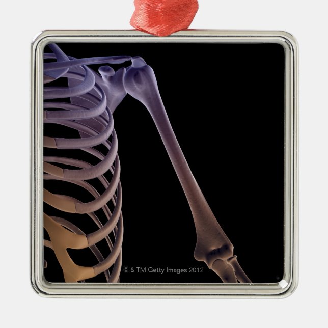 Ornement En Métal Os de l'épaule (Devant)