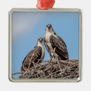 Ornement En Métal Osprey juvénile dans le nid