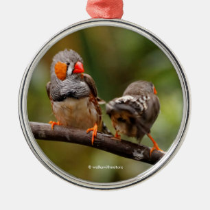 Ornement En Métal Paire Cheeky de Zebra Finch Songbirds