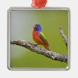 Ornement En Métal Peint Bunting Passerina ciris) chant masculin
