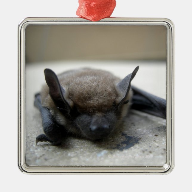 Ornement En Métal Petite chauve-souris brune (Myotis lucifugus) (Devant)