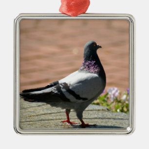 Ornement En Métal Photographie de pigeon