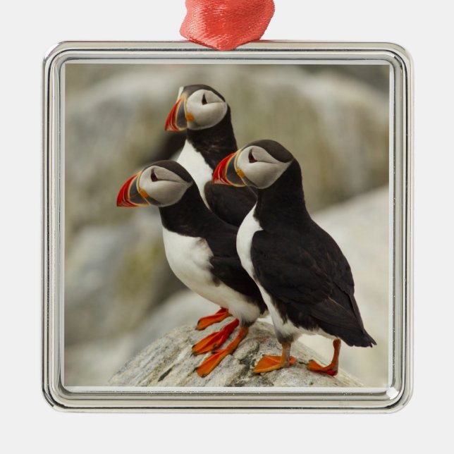 Ornement En Métal Puffins de l'Atlantique sur l'île des phoques Mach (Devant)
