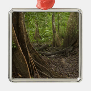 Ornement En Métal Racines de la maîtresse. Rainforest, Mapari Rupun