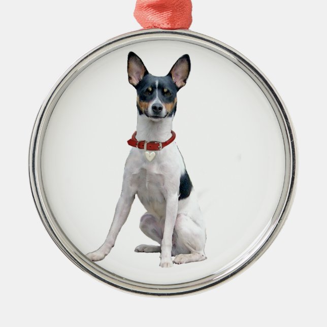 Ornement En Métal Rat Terrier (A) (Devant)