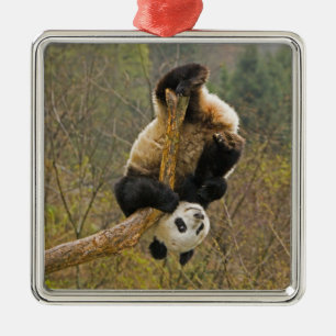 Ornement En Métal Réserve de Wolong Panda, Chine, 2 ans et demi