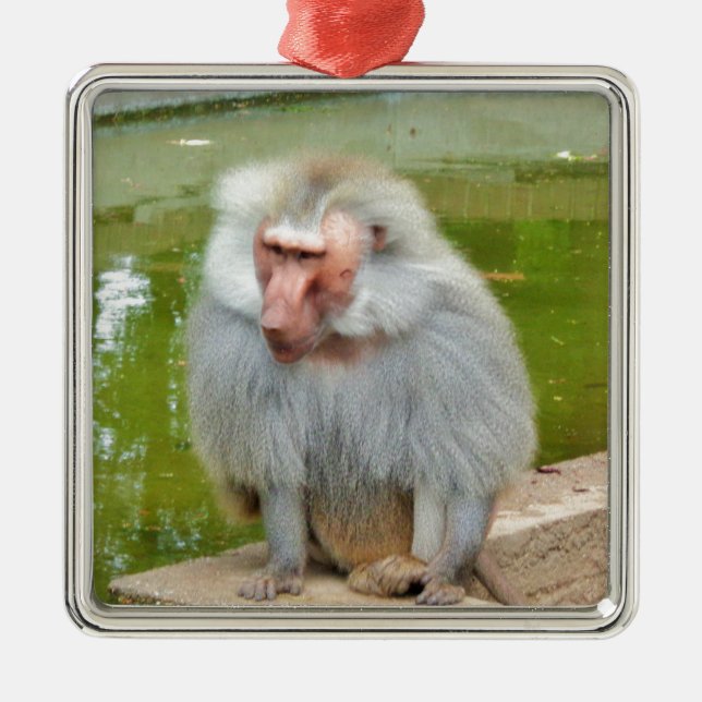 Ornement En Métal Singe gris, Ape Macaque, Nature, Animaux (Devant)