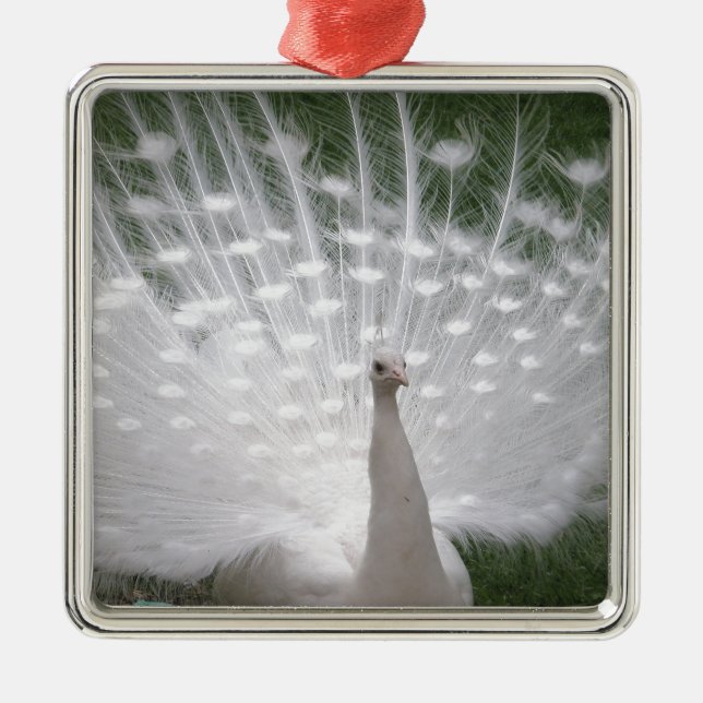 Ornement En Métal Superbe blanc Peacock ( Paon) plein plume (Devant)
