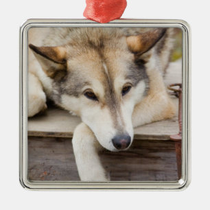 Ornement En Métal T.N., États-Unis, Alaska. Chiens de traîneau husky