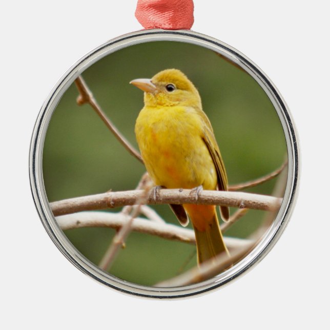 Ornement En Métal Tanager d'été (Devant)
