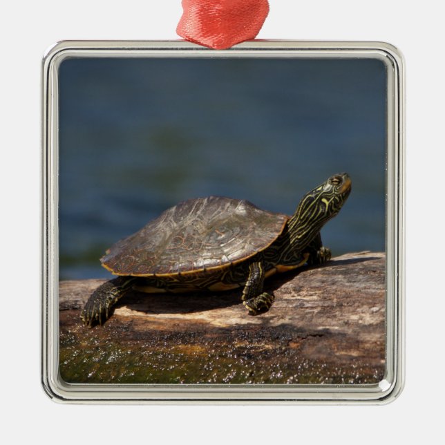 Ornement En Métal Tortue peinte sur une branche (Devant)