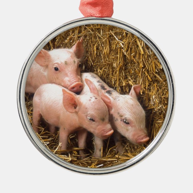 Ornement En Métal Trois petits cochons (Devant)