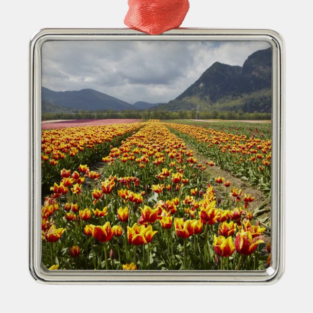 Ornement En Métal Tulip Farm près d'Agassiz, Colombie-Britannique, (Devant)