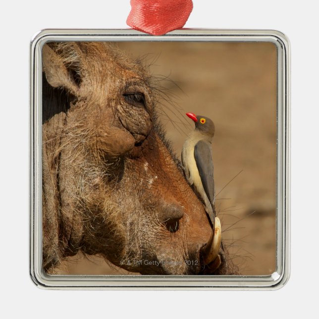 Ornement En Métal Un Oxpecker sur un museau de warthogs, (Devant)