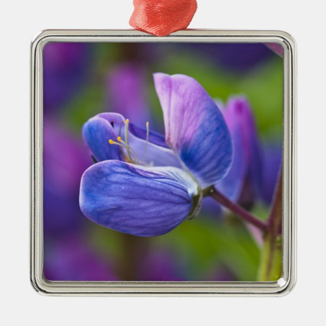 Ornement En Métal USA, Maine, Parc national de l'Acadia. Clôture de (Devant)