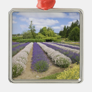 Ornement En Métal USA, WA, Sequim, Purple Haze Lavender Farm