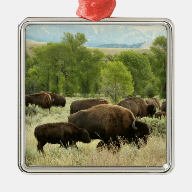 Ornement En Métal Wyoming Bison Nature Animal Photographie (Devant)