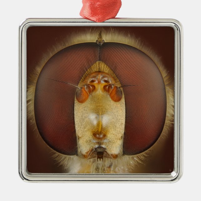 Ornement En Métal Yeux principaux et composés d'une mouche de vol (Devant)