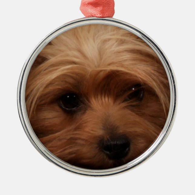 Ornement En Métal Yorkie ou votre chien photo Noël (Devant)