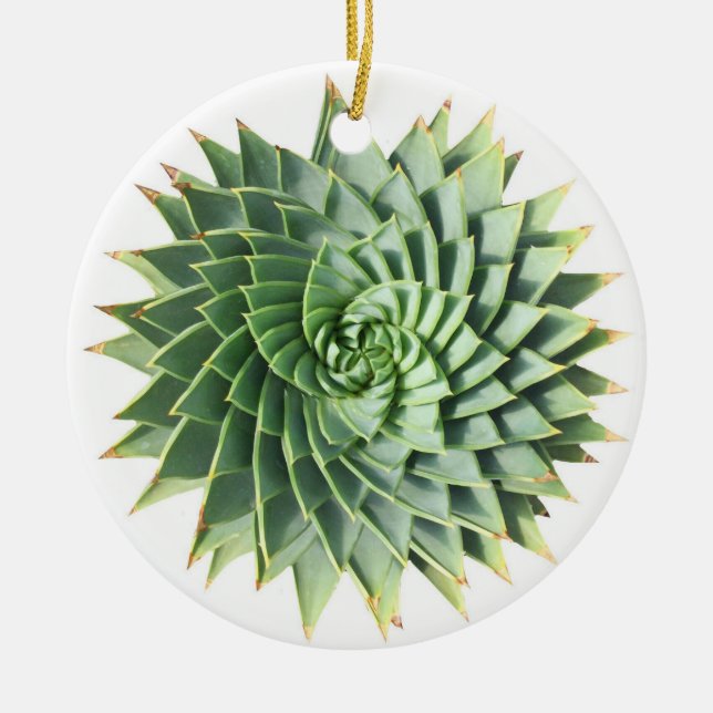Ornement en spirale de Succulent d'aloès (Devant)