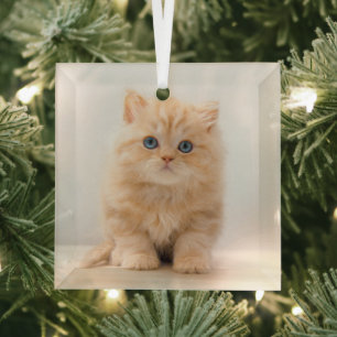 Ornement En Verre Animaux de bébés cutest A British Longhair Kitte