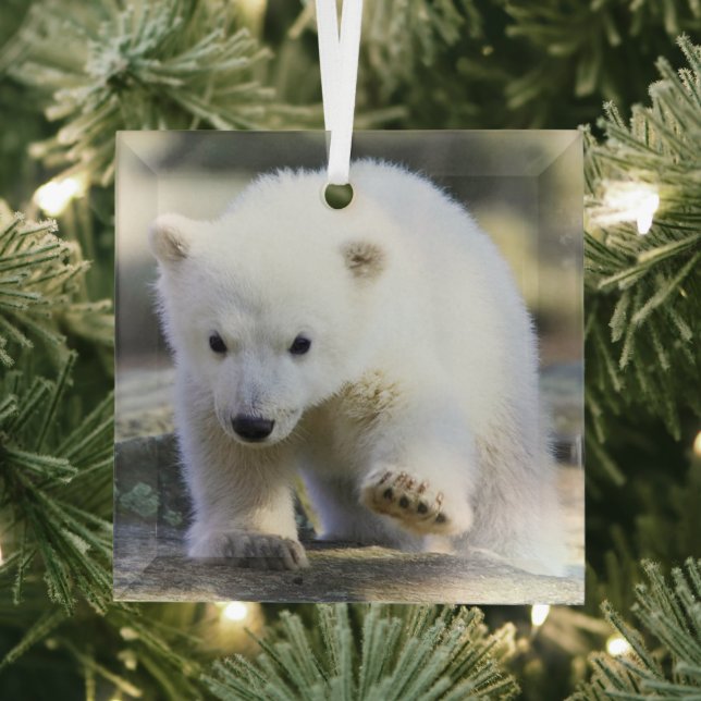 Ornement En Verre Animaux de bébés cutest | Bébé Ours polaire (Insitu)