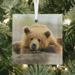 Ornement En Verre Animaux de bébés cutest   Cub d'ours Brown côtier