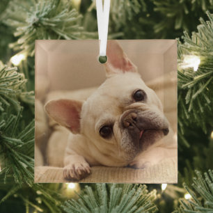 Ornement En Verre Animaux de bébés cutest   French Bulldog Head Tilt
